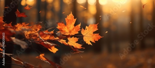 autumn leaves falls in autumn
