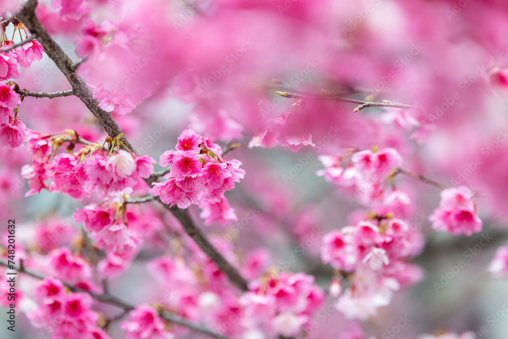 Pink spring cherry blossom over the tree Pink spring cherry blossom over the tree