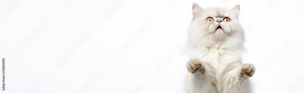 Little cat on a white banner