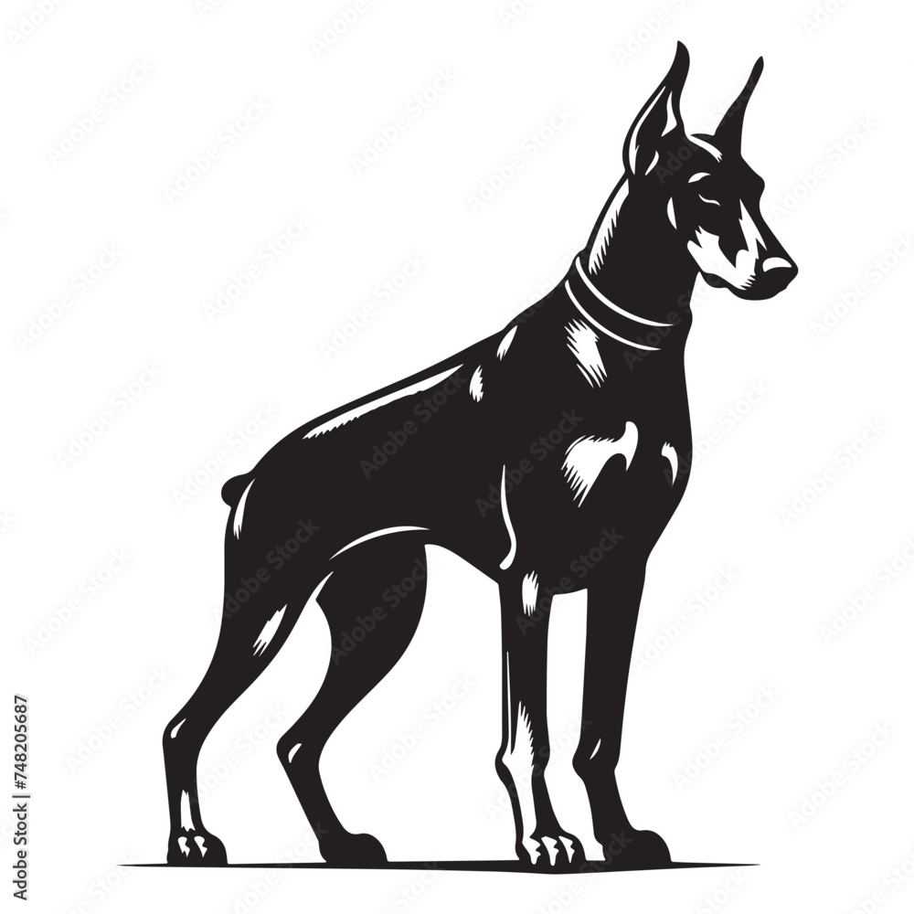 Obraz premium Doberman's Legacy, Doberman Breed, Doberman Silhouette Black and White - illustration