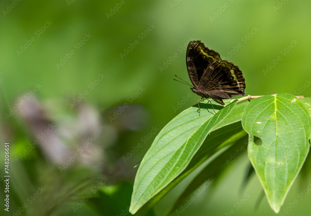 Chocolate Pansy Butterfly (Junonia iphita) at rest