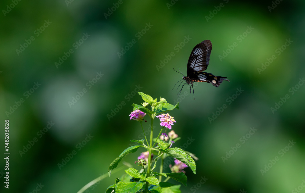 Red butterfly Hedge with flowers. Common Rose butterfly. Red butterfly Hedge with flowers. Common Rose butterfly.