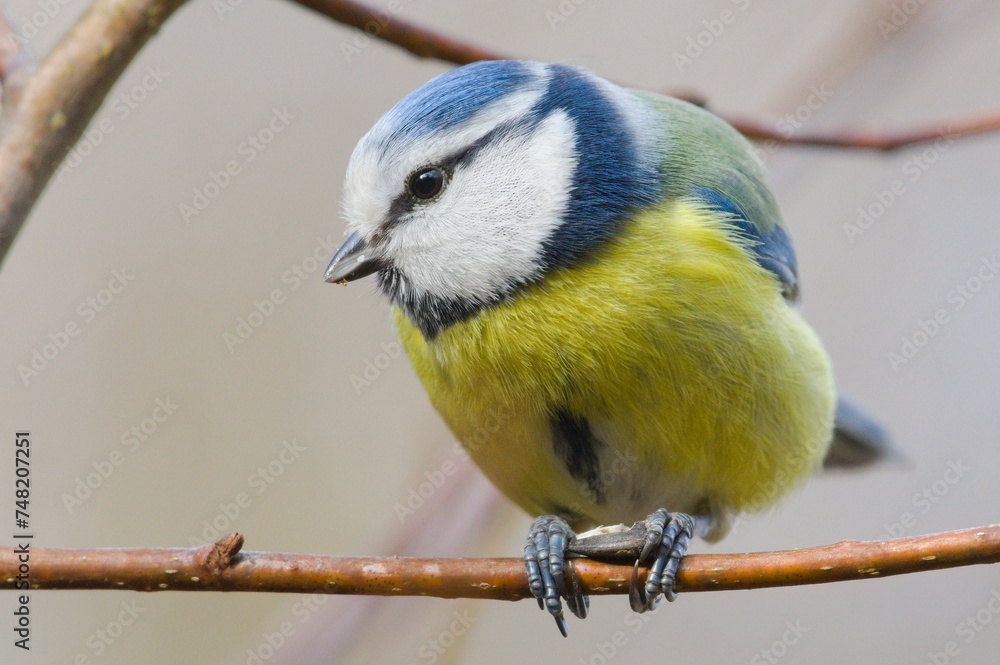 Obraz premium Cyanistes caeruleus aka Blue tit is eating seed on the tree branch. Very common european bird. 