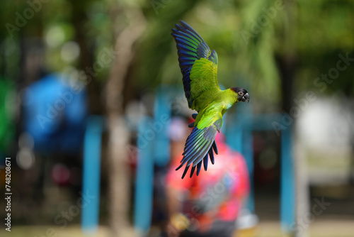 parakeets nanday  free flying parrot photo