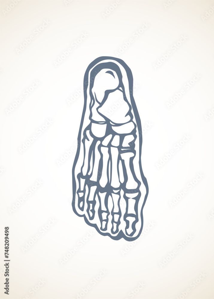 Bones of the foot. Vector drawing