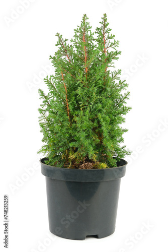 Cypress in a flower pot isolated on a white.
