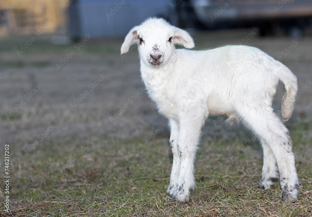 Sheep lamb only two days old Sheep lamb only two days old