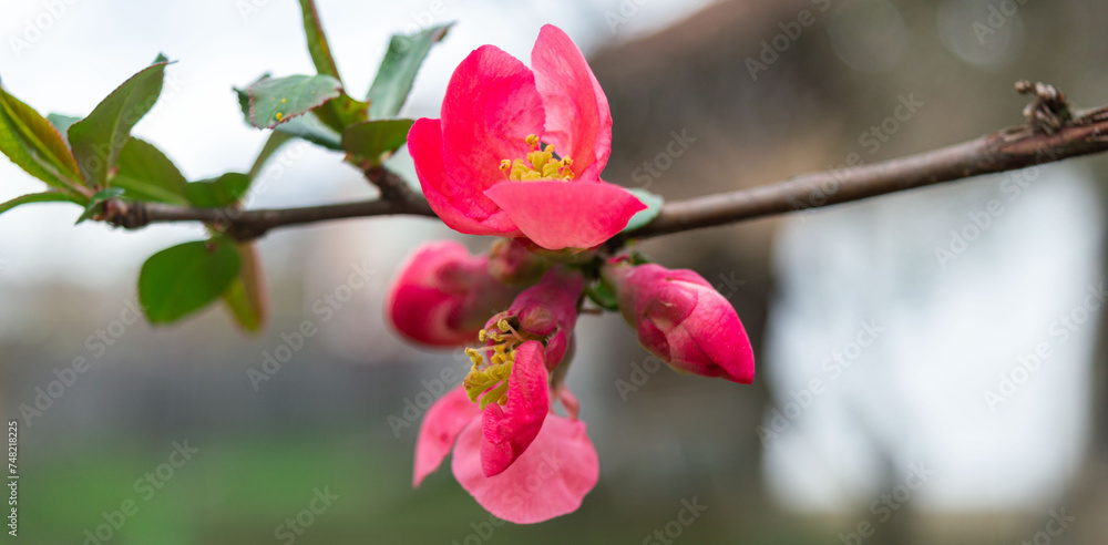 Obraz premium Spring is coming. Beautiful spring panoramic view with a branch with pink flowers. Japanese quince (Chaenomeles japonica) flowering in spring home garden