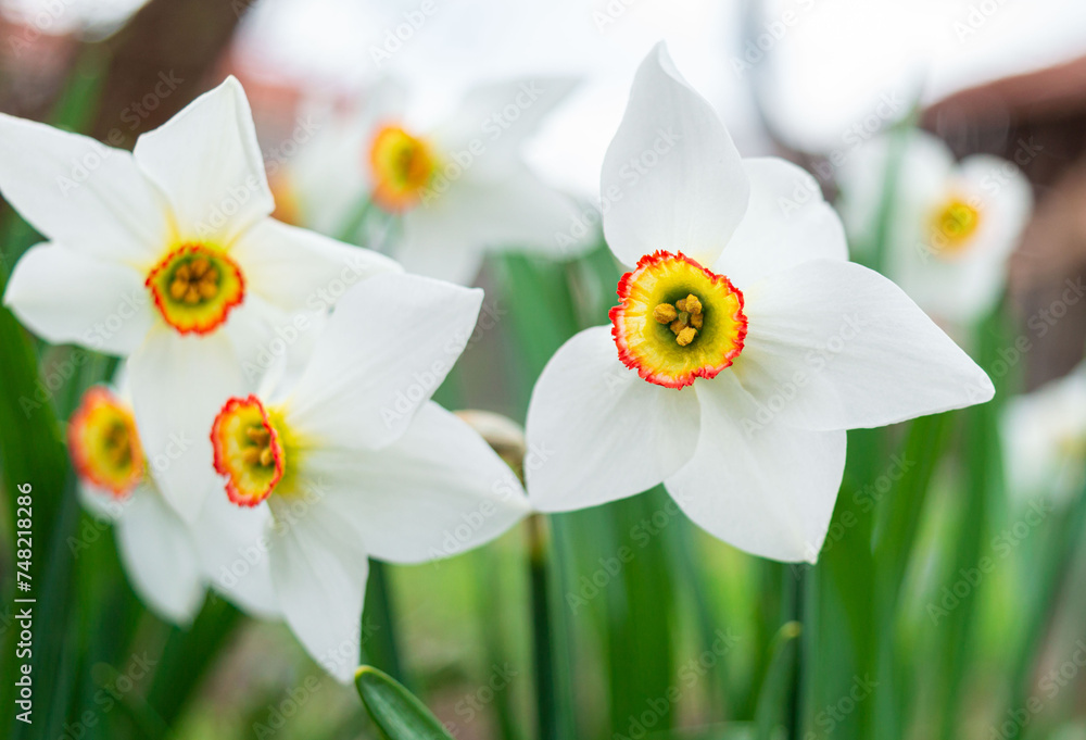 Amazing white daffodils blooming with green leaves in the garden of the house. Close up of white narcissus flowers. White daffodils spring blossom in the garden or park. Narcissus poeticus