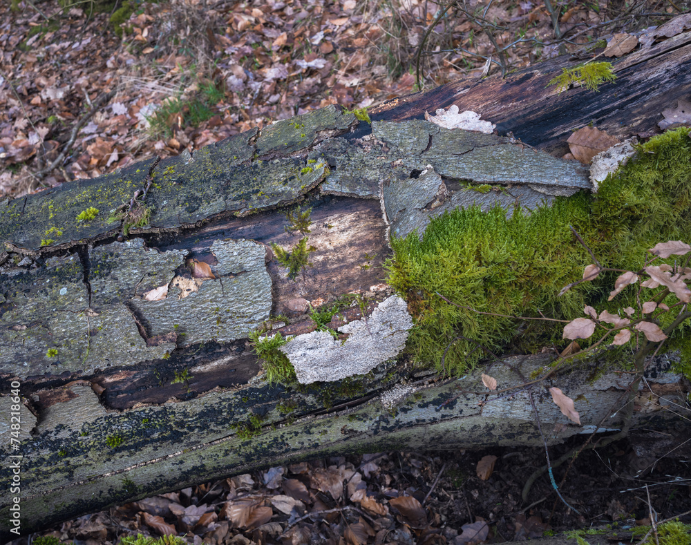 Fototapeta premium Waldstimmung, morbides Holz mit sattem Moos