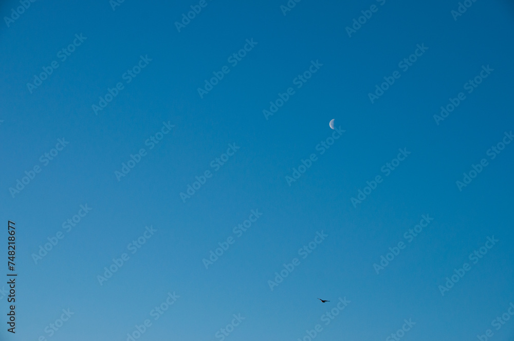 Canadian goose flying in the clear blue sky with the moon in the background Canadian goose flying in the clear blue sky with the moon in the background
