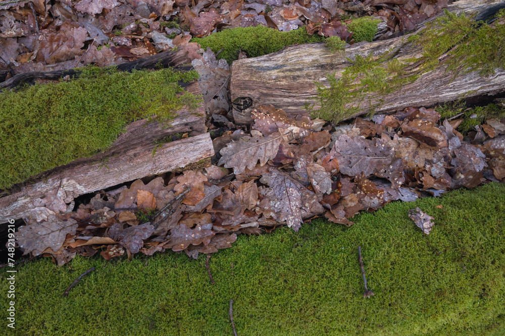 Obraz premium Waldstimmung, morbides Holz mit sattem Moos