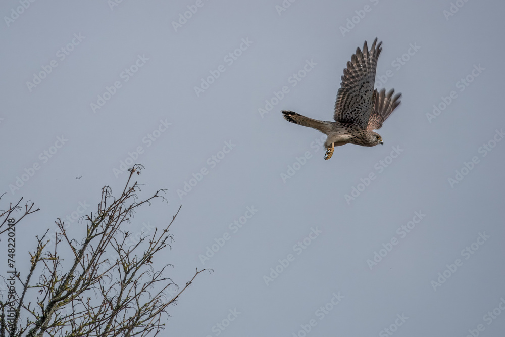 Fototapeta premium kestrel a bird of prey species belonging to the kestrel group of the falcon family taking off from a tree 