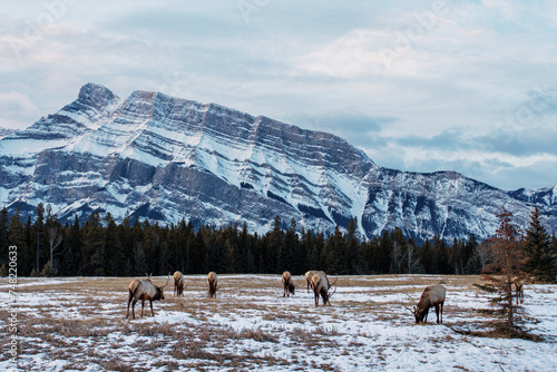 Herd of wild mountain Elk grazing in Banff National Park, Alberta, Canada