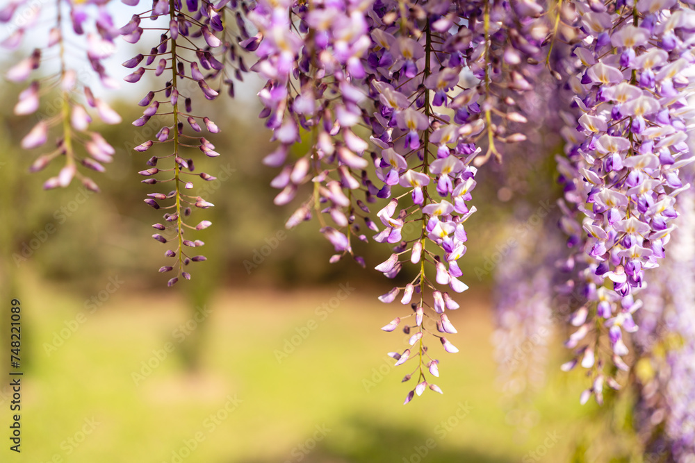 Blooming Wisteria Sinensis with classic purple flowers in full bloom in hanging racemes against a green background. Garden with wisteria in spring. Blooming Wisteria Sinensis with classic purple flowers in full bloom in hanging racemes against a green background. Garden with wisteria in spring.