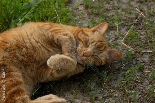 Beautiful Sweet Senior Ginger Orange Tabby Cat with Ear Tattoo Rolling on Grass © Rebecca Young