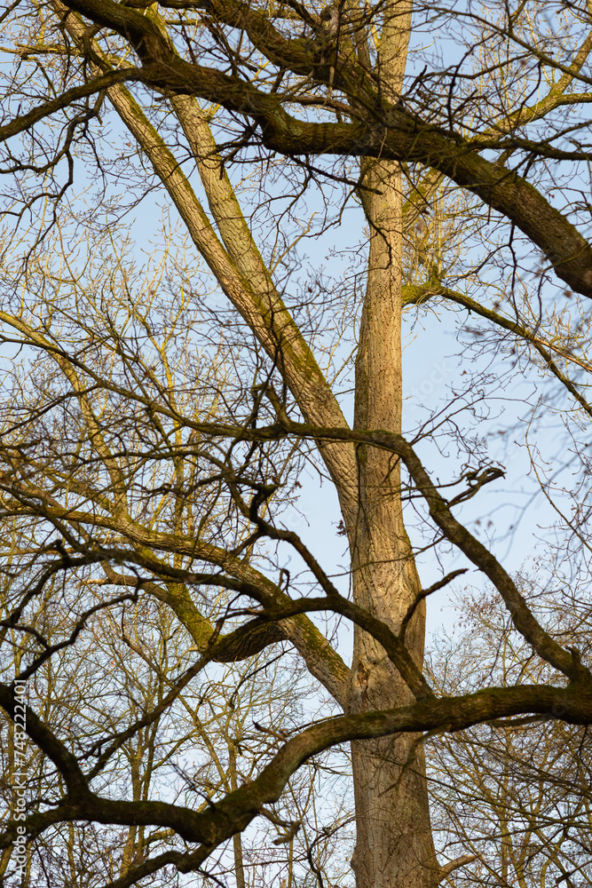 Tree trunks and branches without foliage in a forest, trees with blue sky in the background Tree trunks and branches without foliage in a forest, trees with blue sky in the background