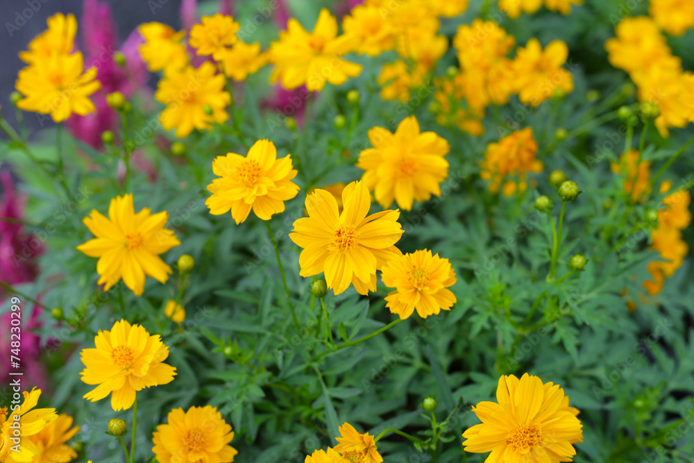 Sulfur cosmos limonnyy venets yellow flower Sulfur cosmos limonnyy venets yellow flower