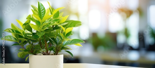 A fresh green potted plant sits on top of a table in an office setting  with a blurry background.