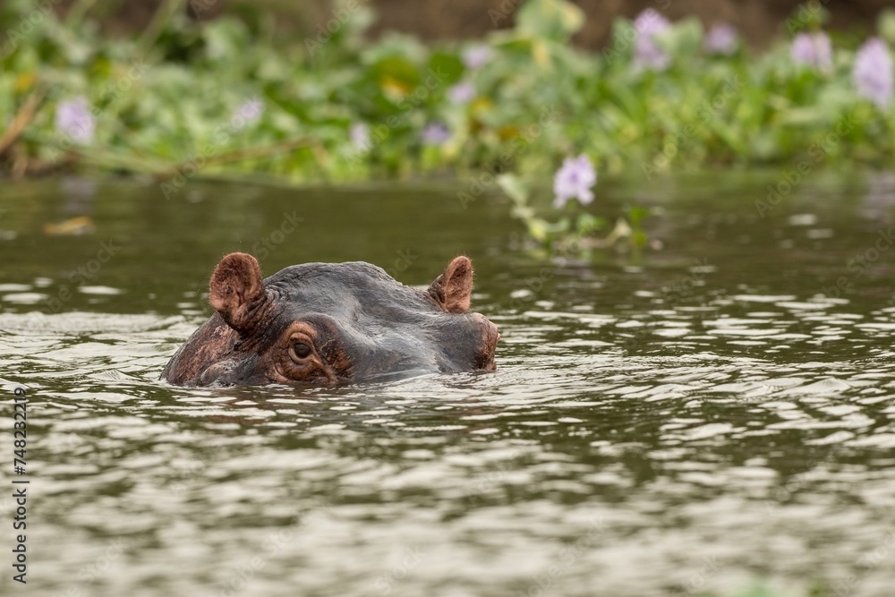 Fototapeta premium hippopotamus in water