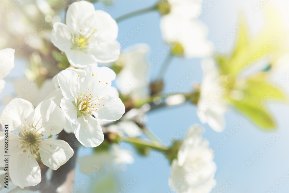 Blooming white apple or cherry blossom on background of blue sky. Happy Passover background. Spring Easter background. World environment day. Easter, Birthday, womens day holiday. Top view. Mock up.