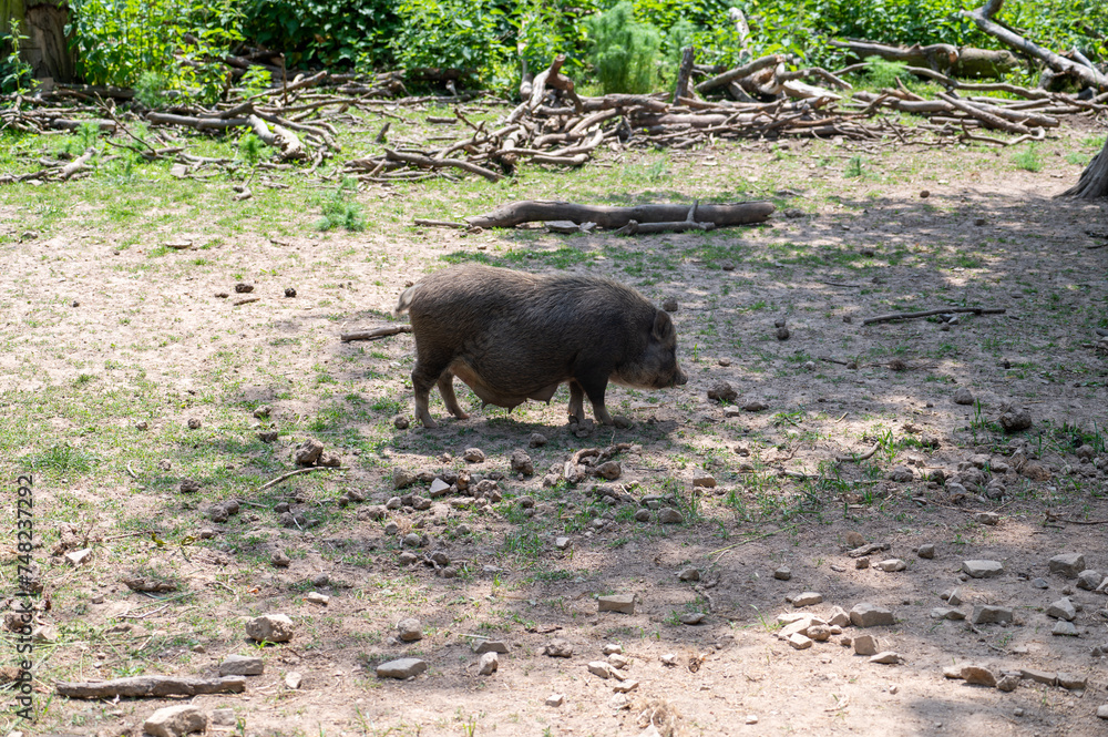 A wild boar A wild boar