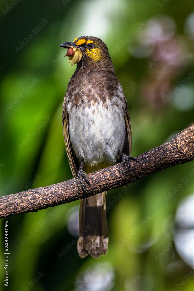 The orange-spotted bulbul (Pycnonotus bimaculatus) is a species of songbird in the bulbul family of passerine birds. It is endemic to Java, Bali and Sumatra The orange-spotted bulbul (Pycnonotus bimaculatus) is a species of songbird in the bulbul family of passerine birds. It is endemic to Java, Bali and Sumatra
