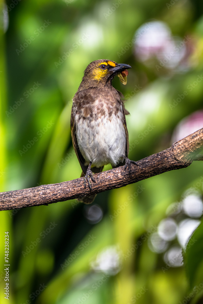 Fototapeta premium The orange-spotted bulbul (Pycnonotus bimaculatus) is a species of songbird in the bulbul family of passerine birds. It is endemic to Java, Bali and Sumatra