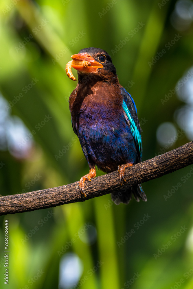 The Javan kingfisher is endemic to the Indonesian islands of Java and Bali The Javan kingfisher is endemic to the Indonesian islands of Java and Bali