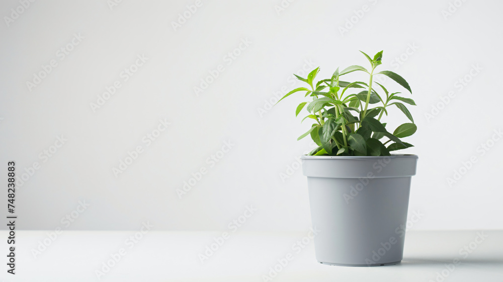 gray  plastic flower pot isolated
