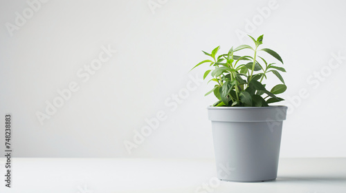 gray plastic flower pot isolated
