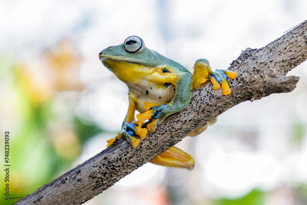 Wallace's flying frog (Rhacophorus nigropalmatus), also known as the ...