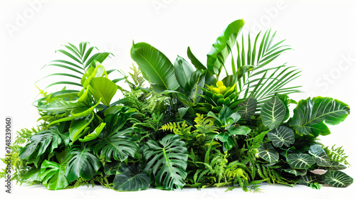 Green leaves of tropical plants bush floral