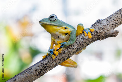 Wallace's flying frog (Rhacophorus nigropalmatus), also known as the gliding frog or the Abah River flying frog photo