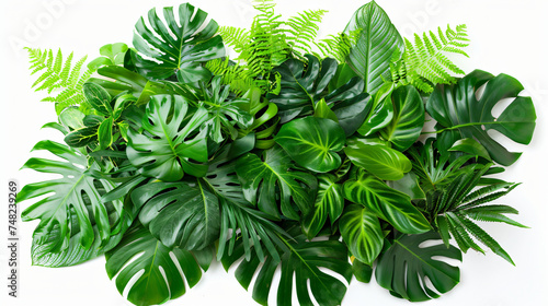Green leaves of tropical plants bush floral