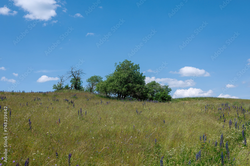 Meadow with many purple lupine flowers and a tree Meadow with many purple lupine flowers and a tree