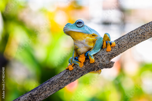 Wallace's flying frog (Rhacophorus nigropalmatus), also known as the gliding frog or the Abah River flying frog photo