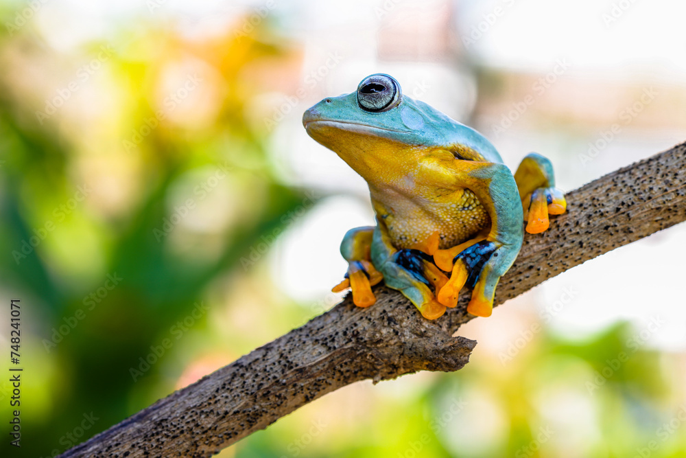 Wallace's flying frog (Rhacophorus nigropalmatus), also known as the gliding frog or the Abah River flying frog Wallace's flying frog (Rhacophorus nigropalmatus), also known as the gliding frog or the Abah River flying frog