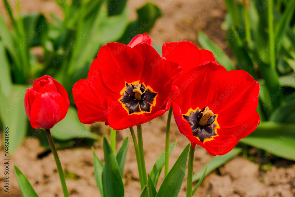 bunch of red tulip flowers in the garden. beautiful nature background in spring bunch of red tulip flowers in the garden. beautiful nature background in spring