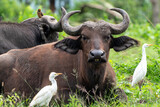 Afrikanische Büffel in Gemeinschaft mit Kuhreiher und Madenhackern