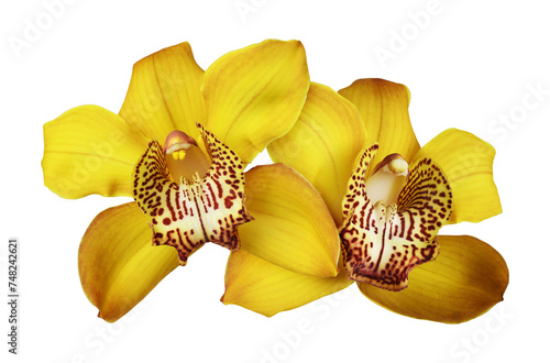 Foto Yellow orchid (Cymbidium) flowers in a floral arrangement isolated on a white or