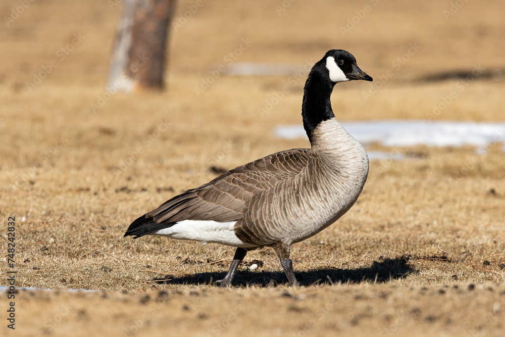 Canada Goose walking on the ground in Estes Park, Colorado Canada Goose walking on the ground in Estes Park, Colorado