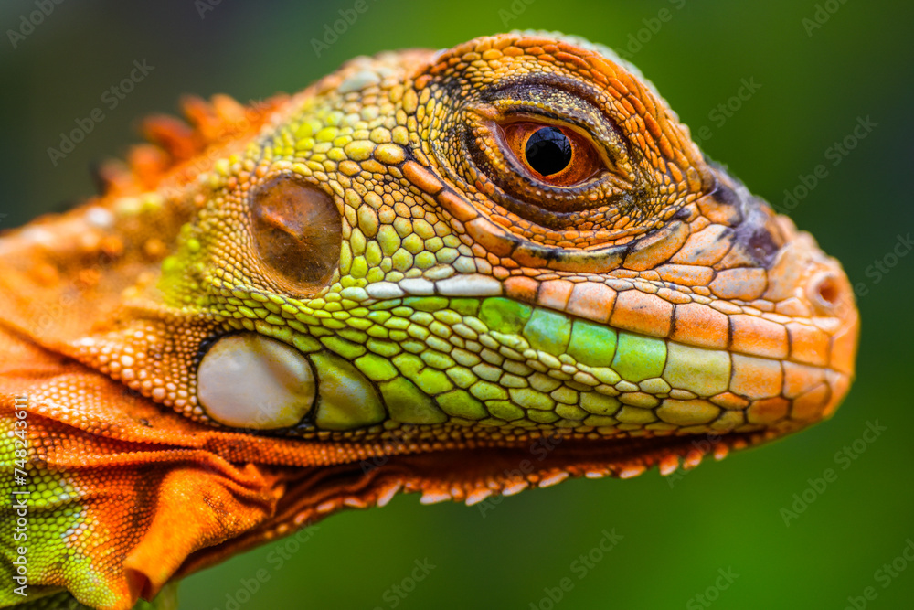 Iguana is a genus of herbivorous lizards that are native to tropical areas of Mexico, Central America, South America, and the Caribbean Iguana is a genus of herbivorous lizards that are native to tropical areas of Mexico, Central America, South America, and the Caribbean