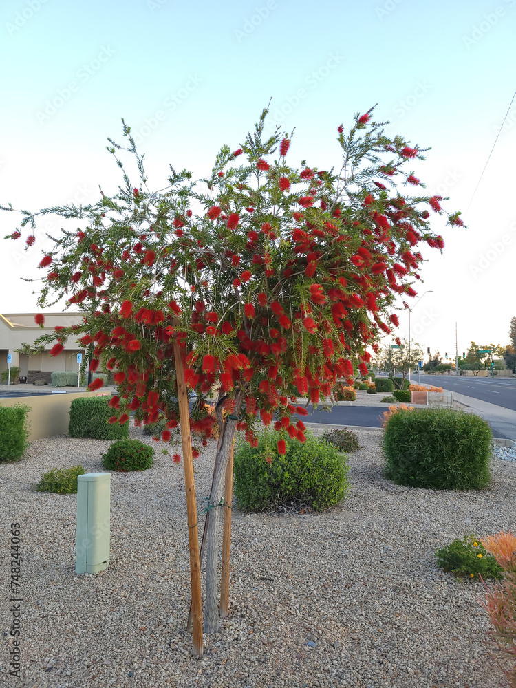 Crimson Callistemon grown as weeping bottlebrush tree at xeriscaped city road adding red colors