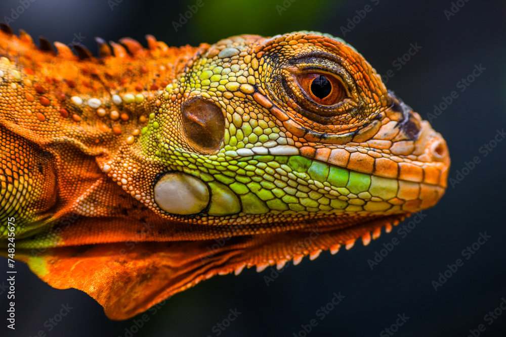 Obraz premium Iguana is a genus of herbivorous lizards that are native to tropical areas of Mexico, Central America, South America, and the Caribbean