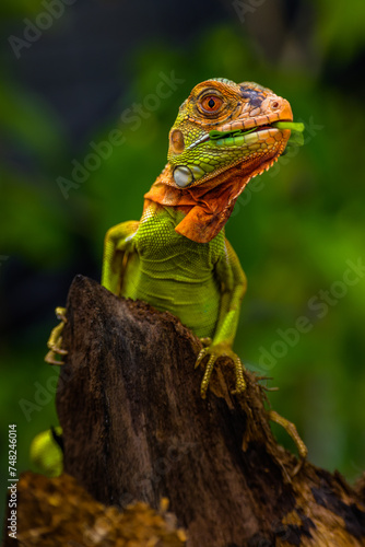 Iguana is a genus of herbivorous lizards that are native to tropical areas of Mexico  Central America  South America  and the Caribbean