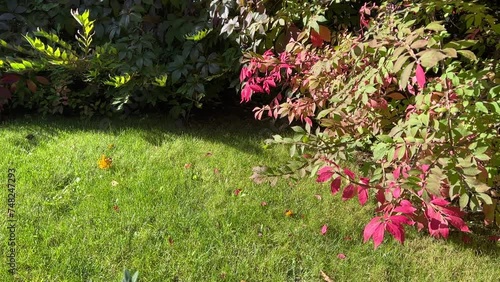Euonymus alatus bush, winged spindle, winged, burning bush in the lawn. photo