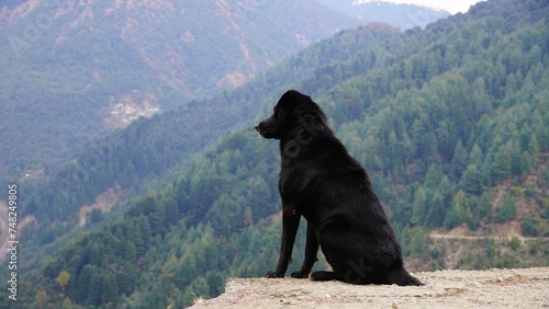 a black street dog waiting look at the mountain