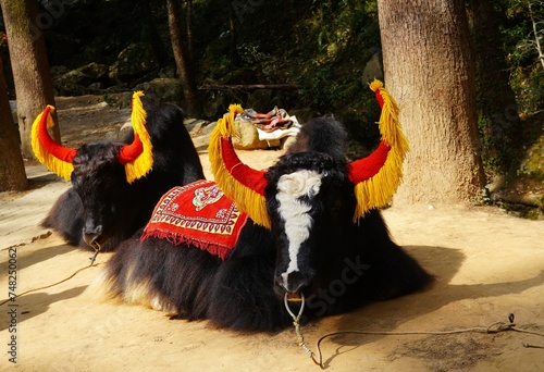two decorated yak sitting in forest photo