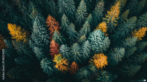 Aerial view editorial photo of a dense forest in fall, with a spectrum of autumn colors creating a vibrant, patchwork effect